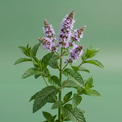 Wild Peppermint